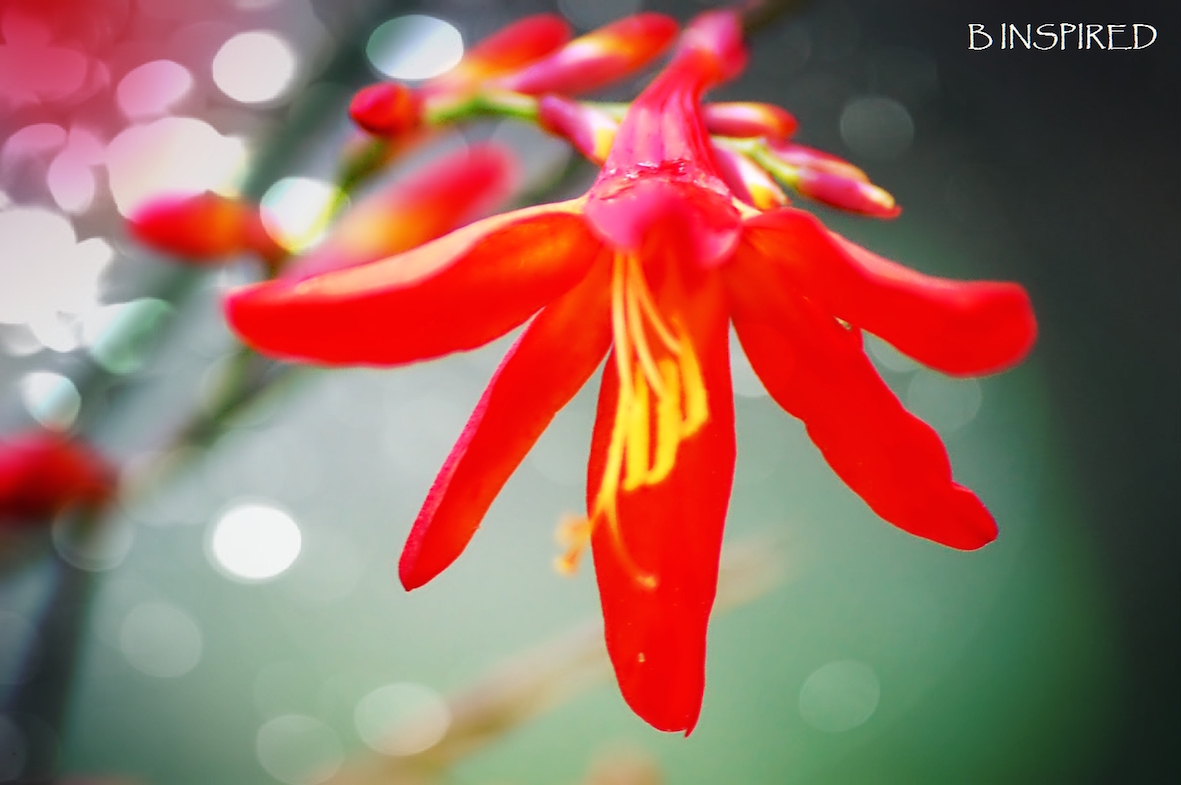 gratitude, happiness, wellness, love, health and wellbeing