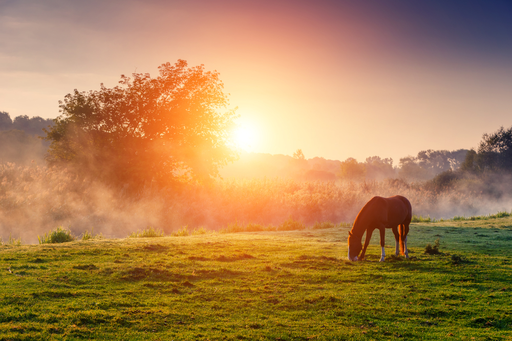 Mindfulness, Horse, Gratitude, Retreats, Wellbeing